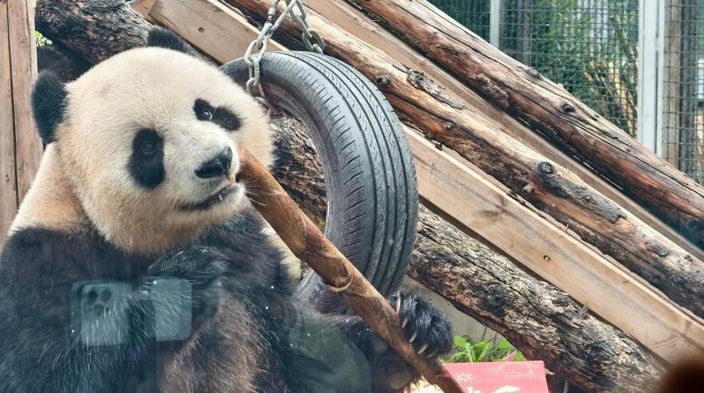 北京動物園來了“新朋友”！大熊貓“吉年”“福將”與游客見面