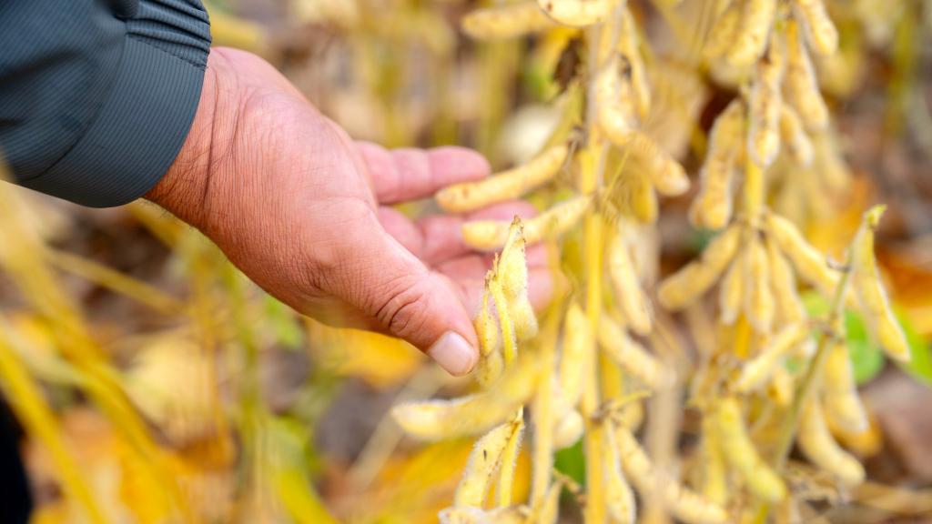 戰(zhàn)陰雨 保秋糧——產(chǎn)糧大省山東搶收搶烘一線見(jiàn)聞