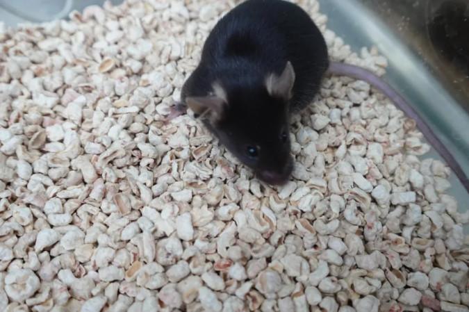 新華社邀你為“太空小鼠”取名啦！