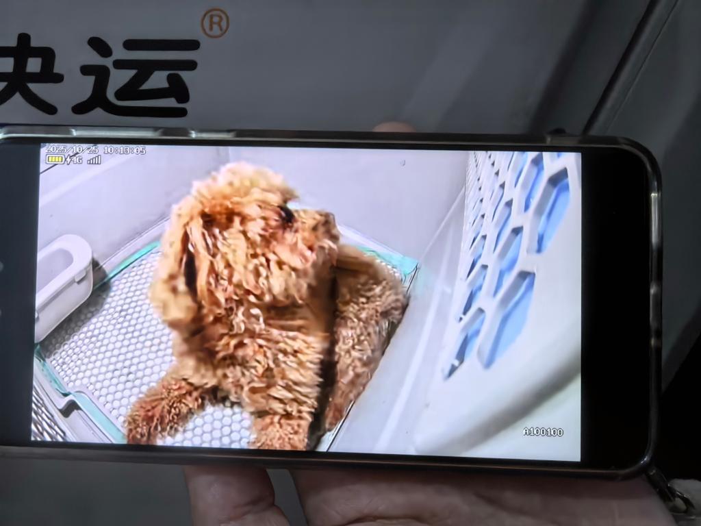 讓“攜寵出行”更便捷——鐵路寵物托運服務見聞